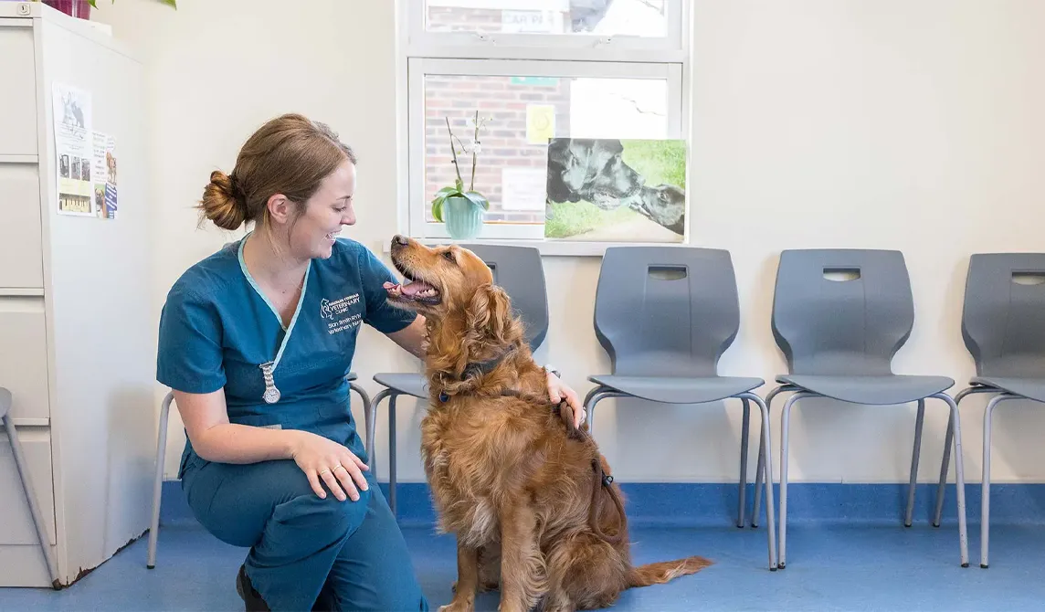 Veterinary surgeon in waiting room with golden retriever