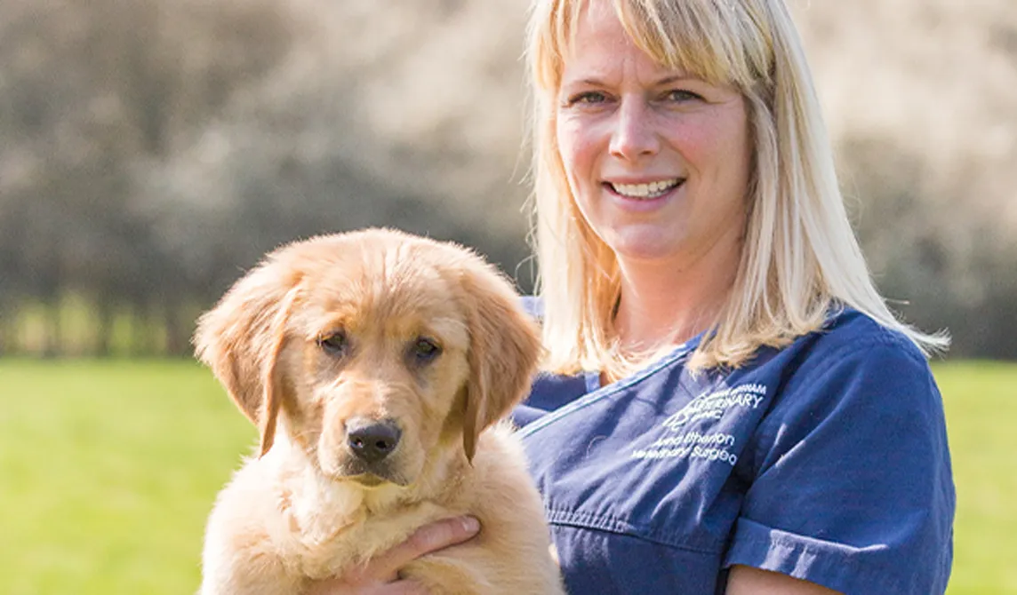 vet holding golden labrador puppy