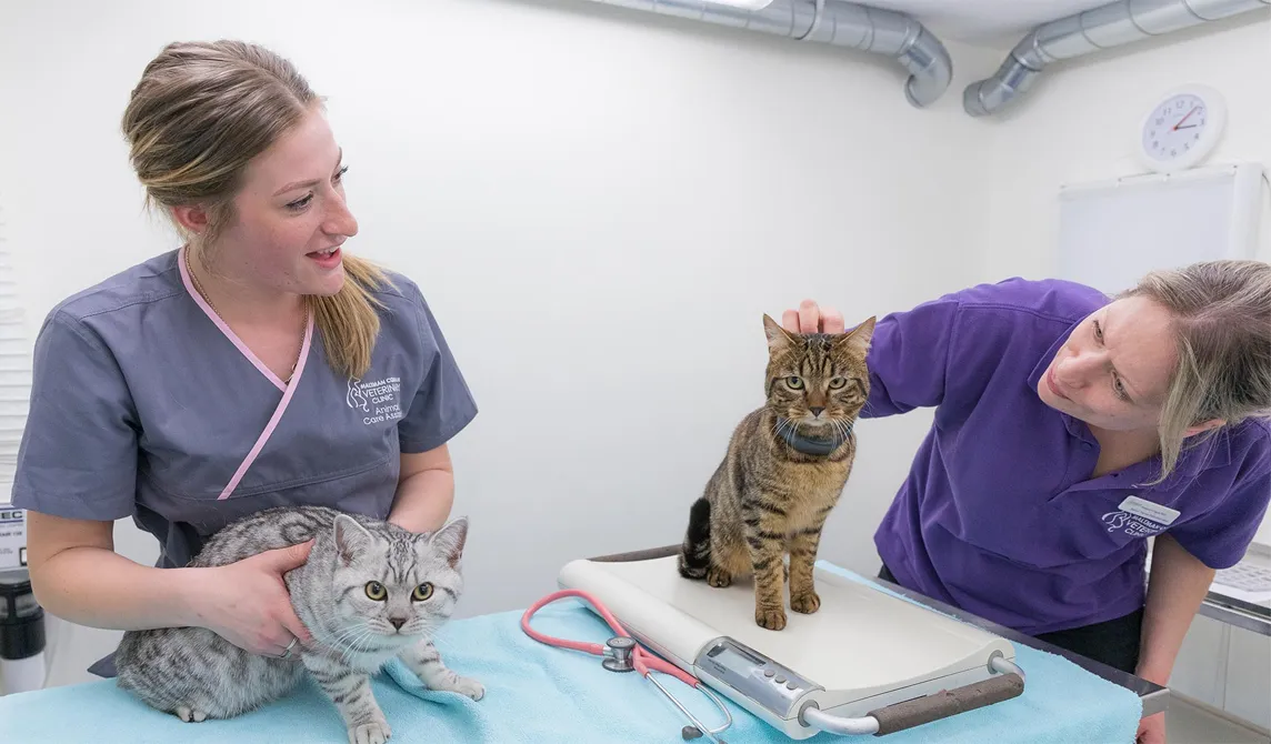 Vet and Animal Care Assistant checking two cats
