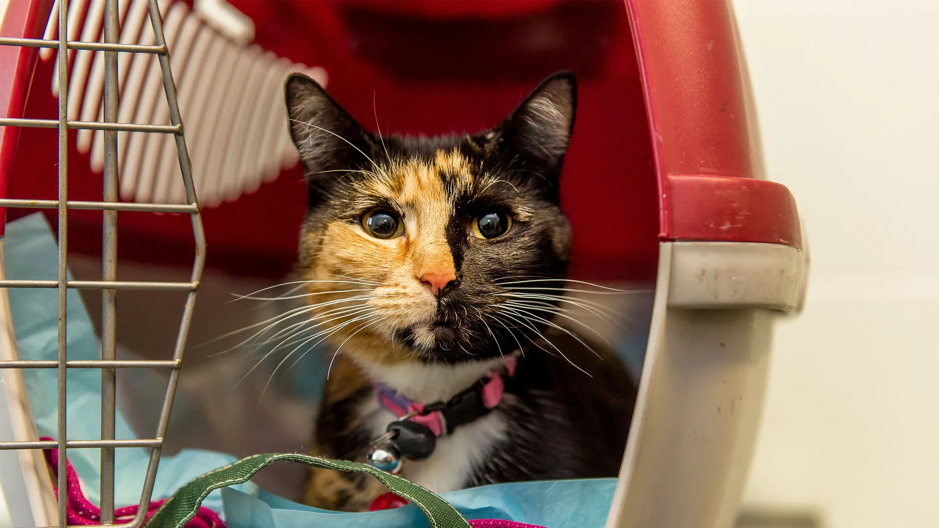 tortoise shell cat having an examination