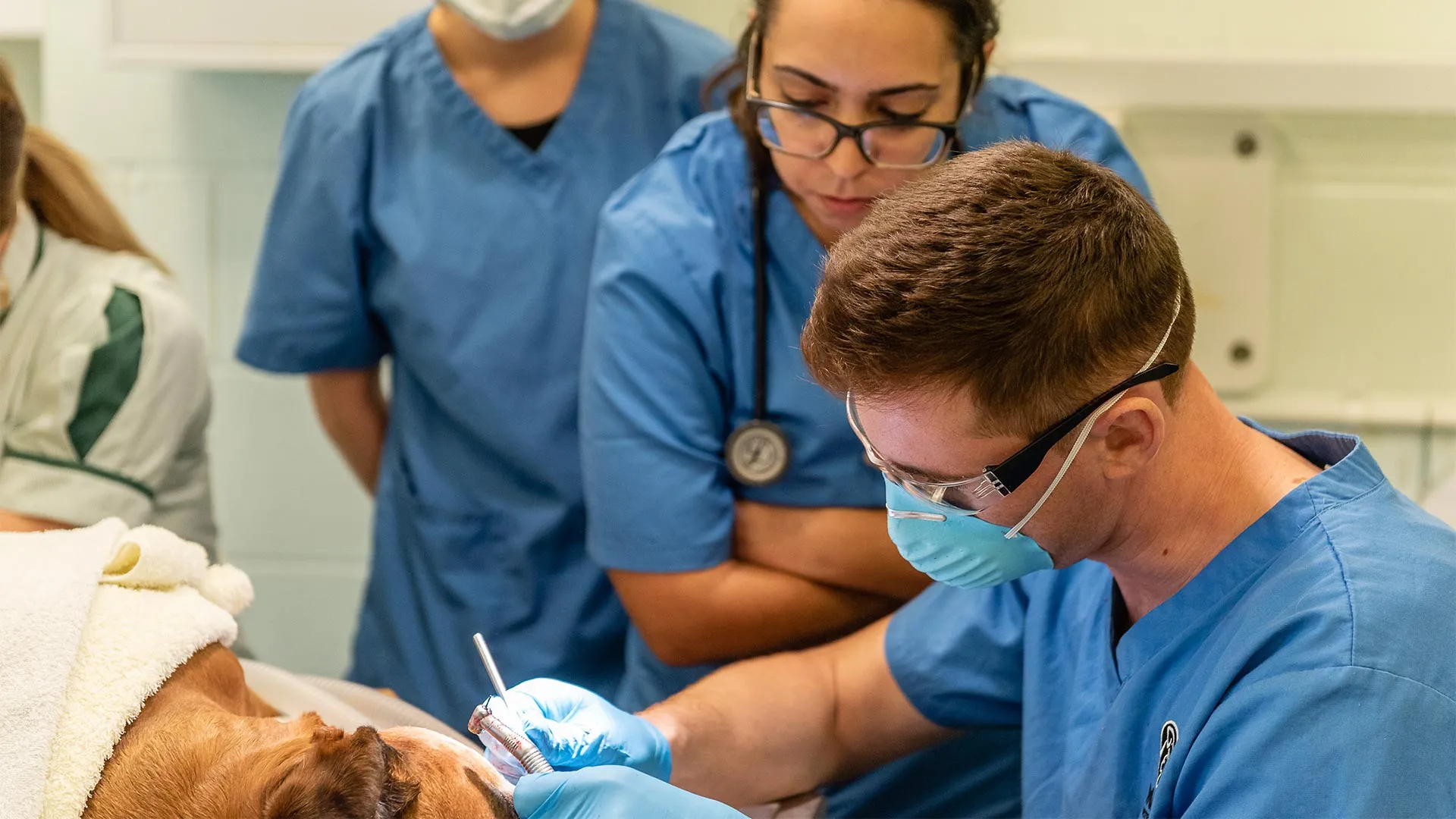 vet conducting surgery