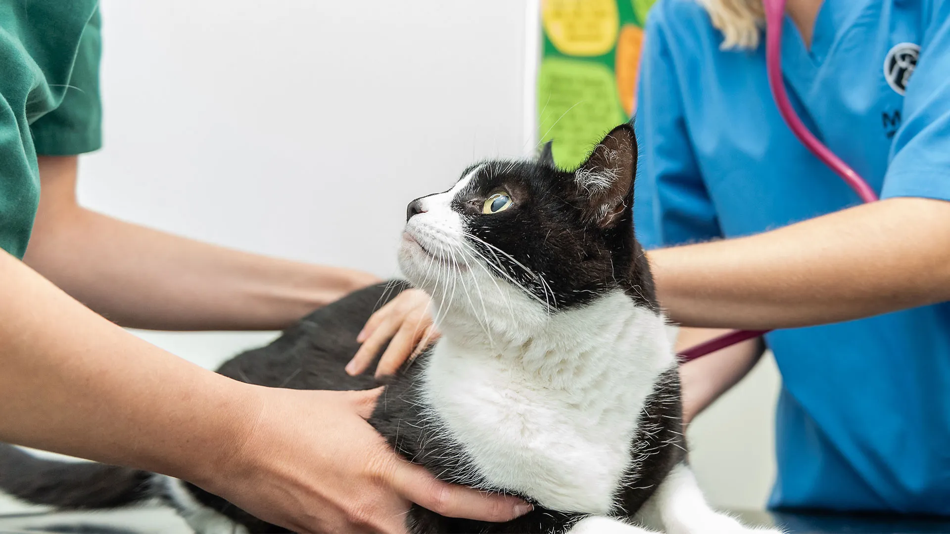black and white cat in consultation room