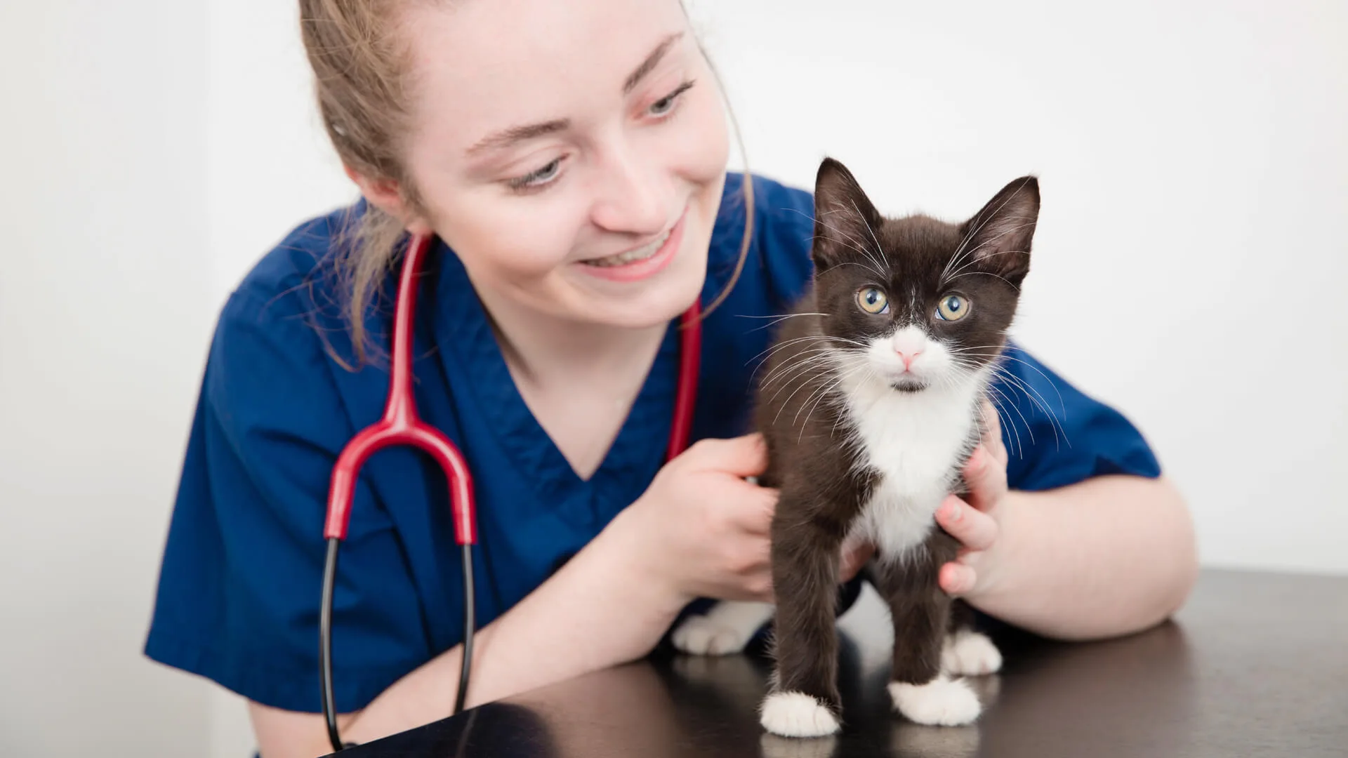 black and white kitten with veterinary nurse