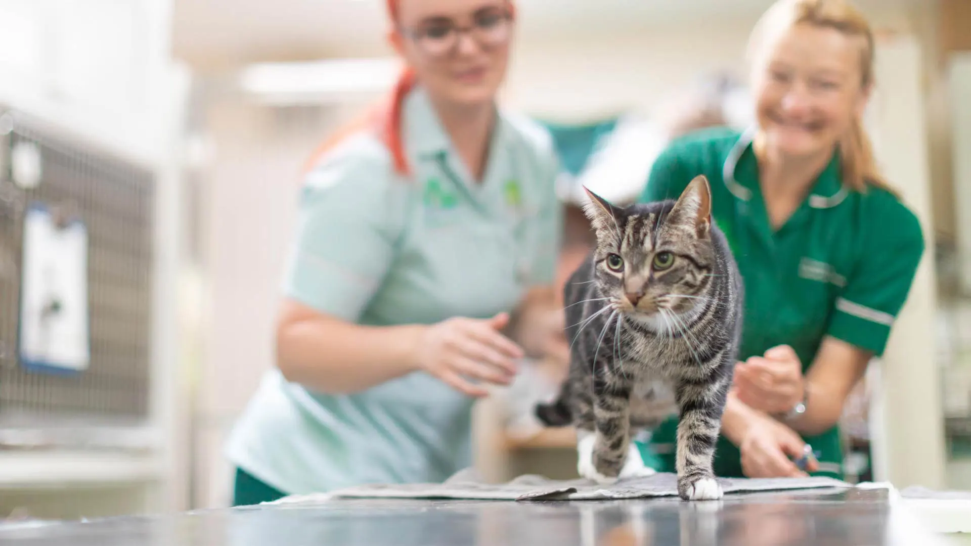 cat walking in front of two veterinary nurses