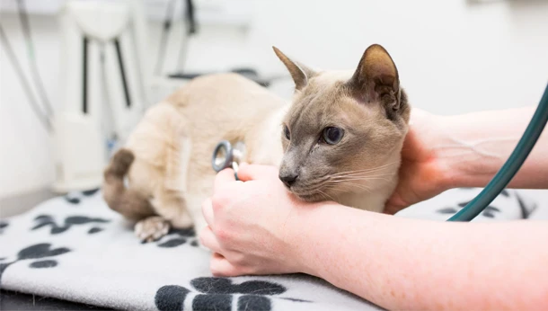 cat with stethoscope
