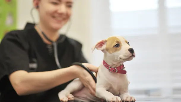 puppy having stethoscope check with vet