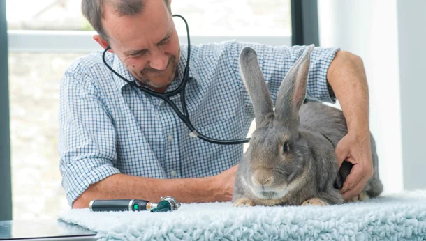 grey rabbit vet check with stethoscope