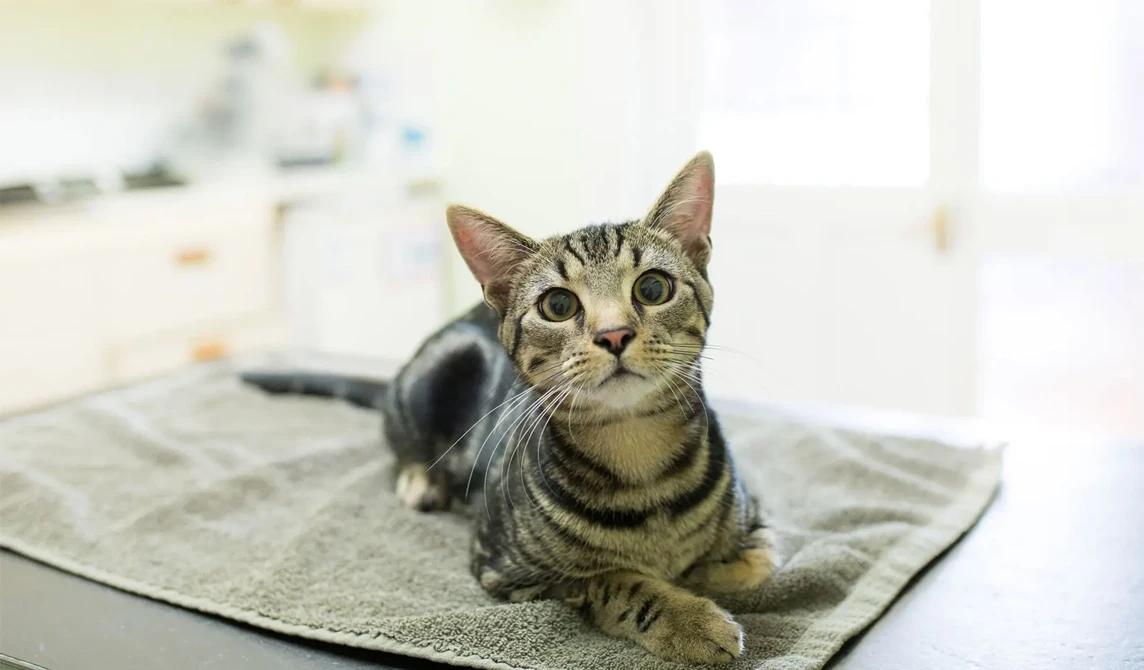 tabby cat lying on vet consult table