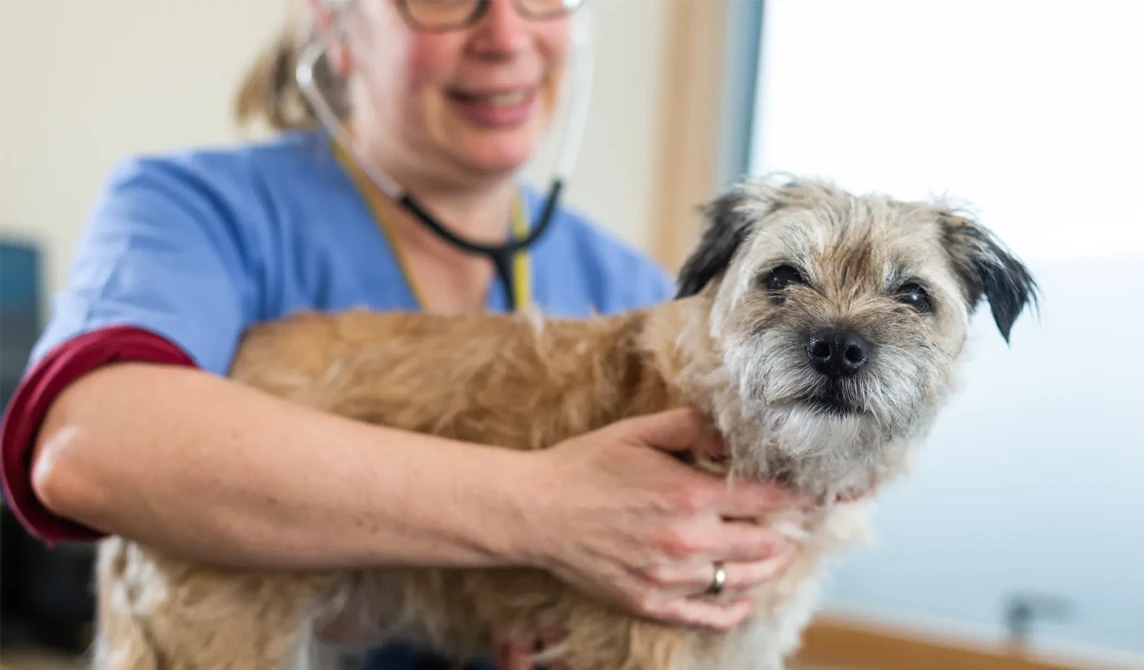 vet examining small old brown dog