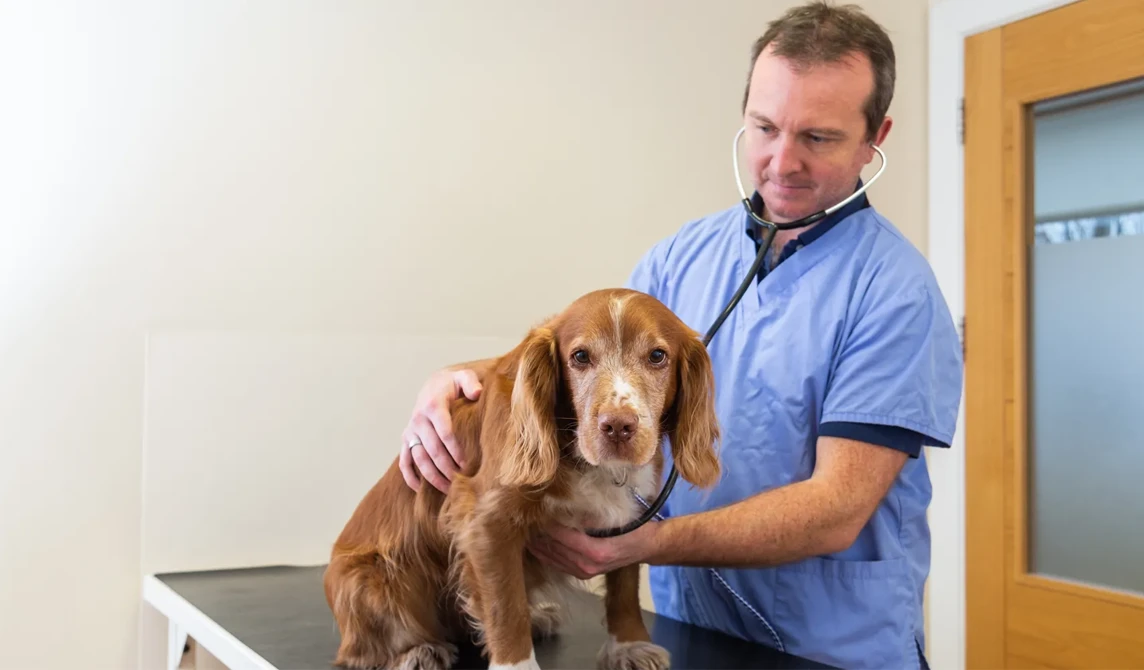vet listening to dog's heart