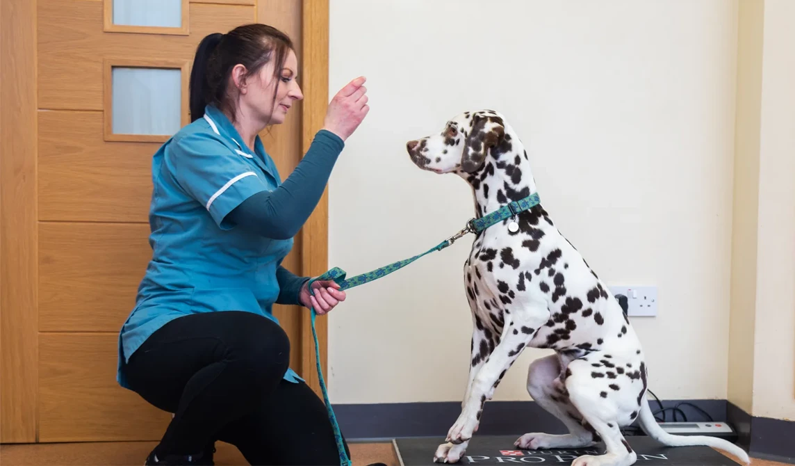 vet nurse weighing black and white dog