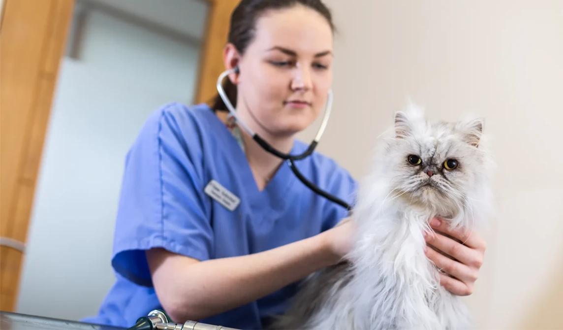 white cat being examined by vet