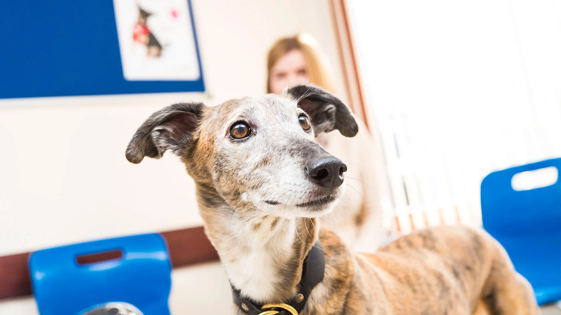 greyhound in waiting area