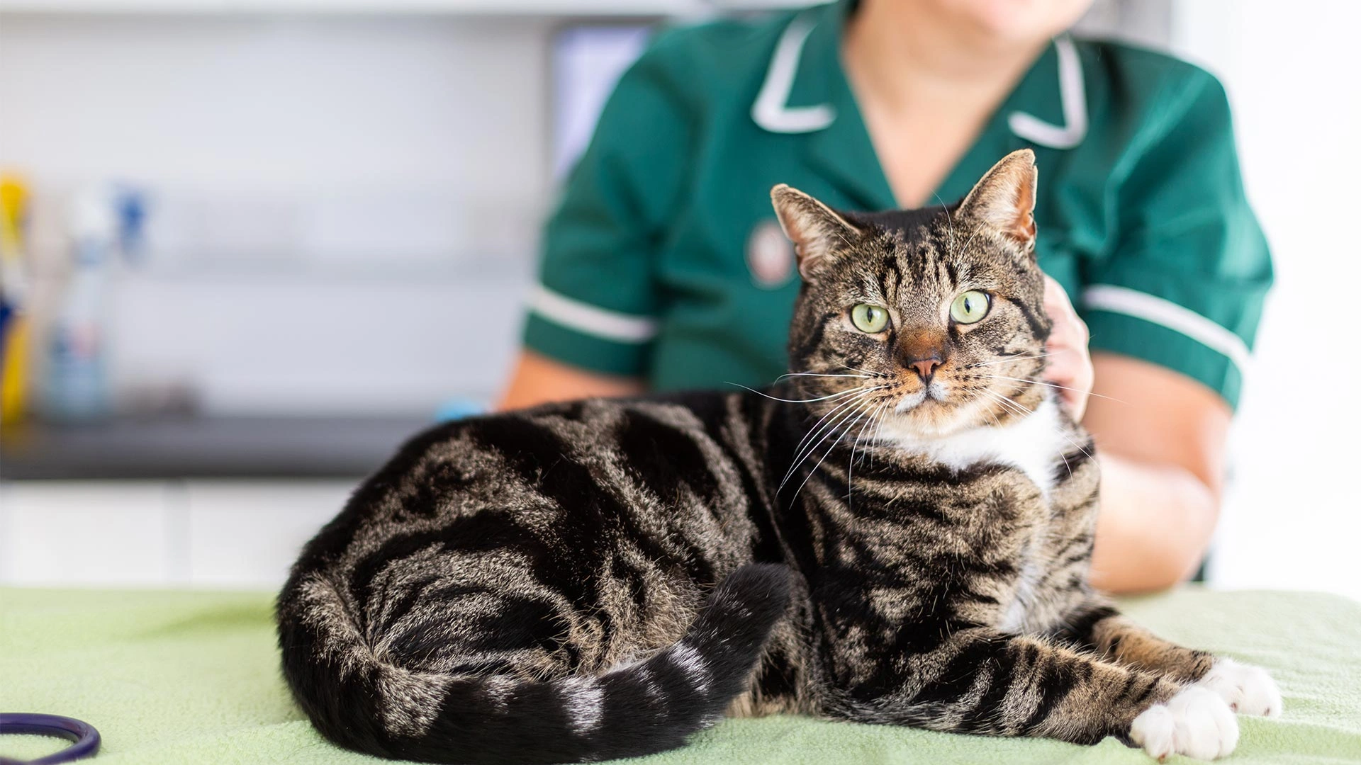 tabby cat sat on green mat