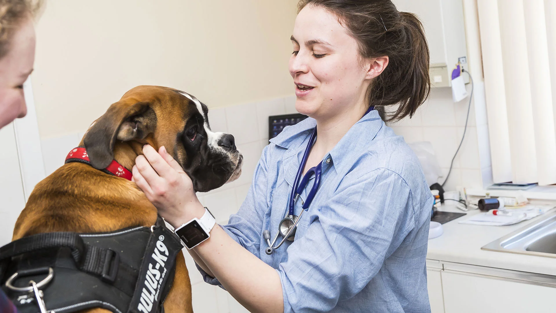 boxer dog being examined 