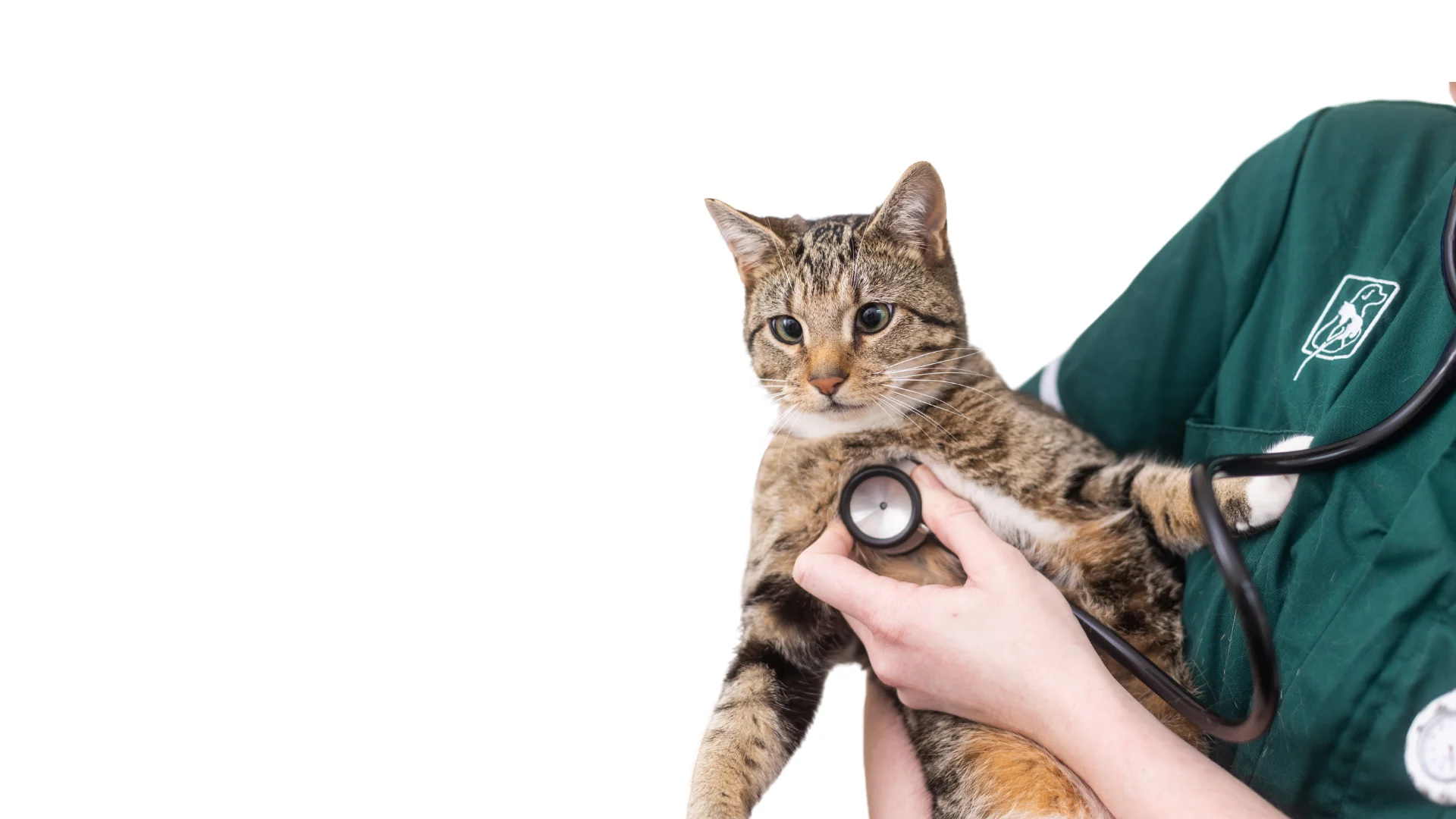 cat with nurse checking heart rate