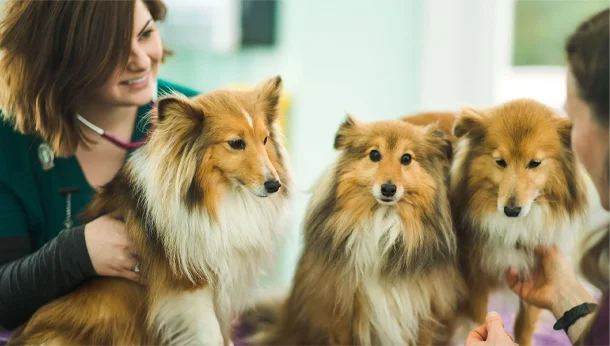 three collies with vet nurse