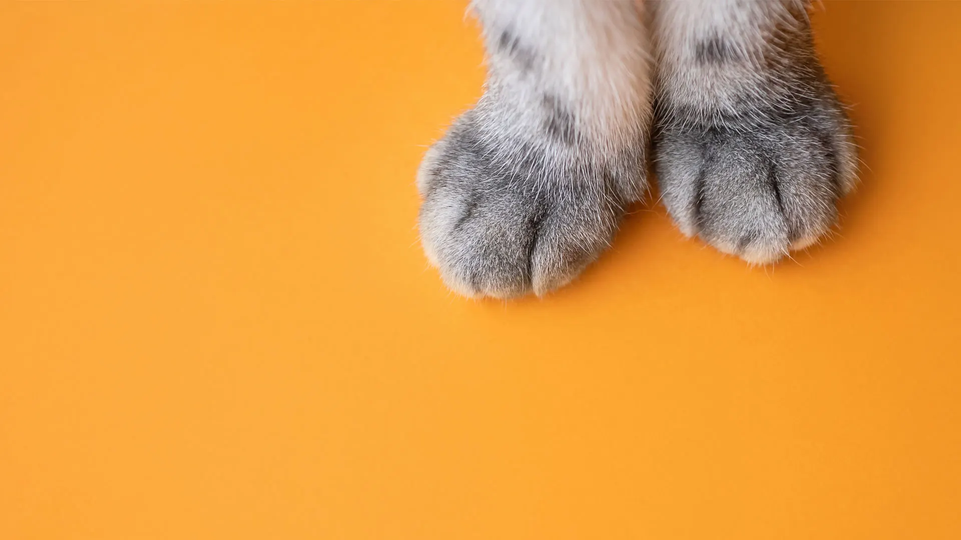 cat paws up close