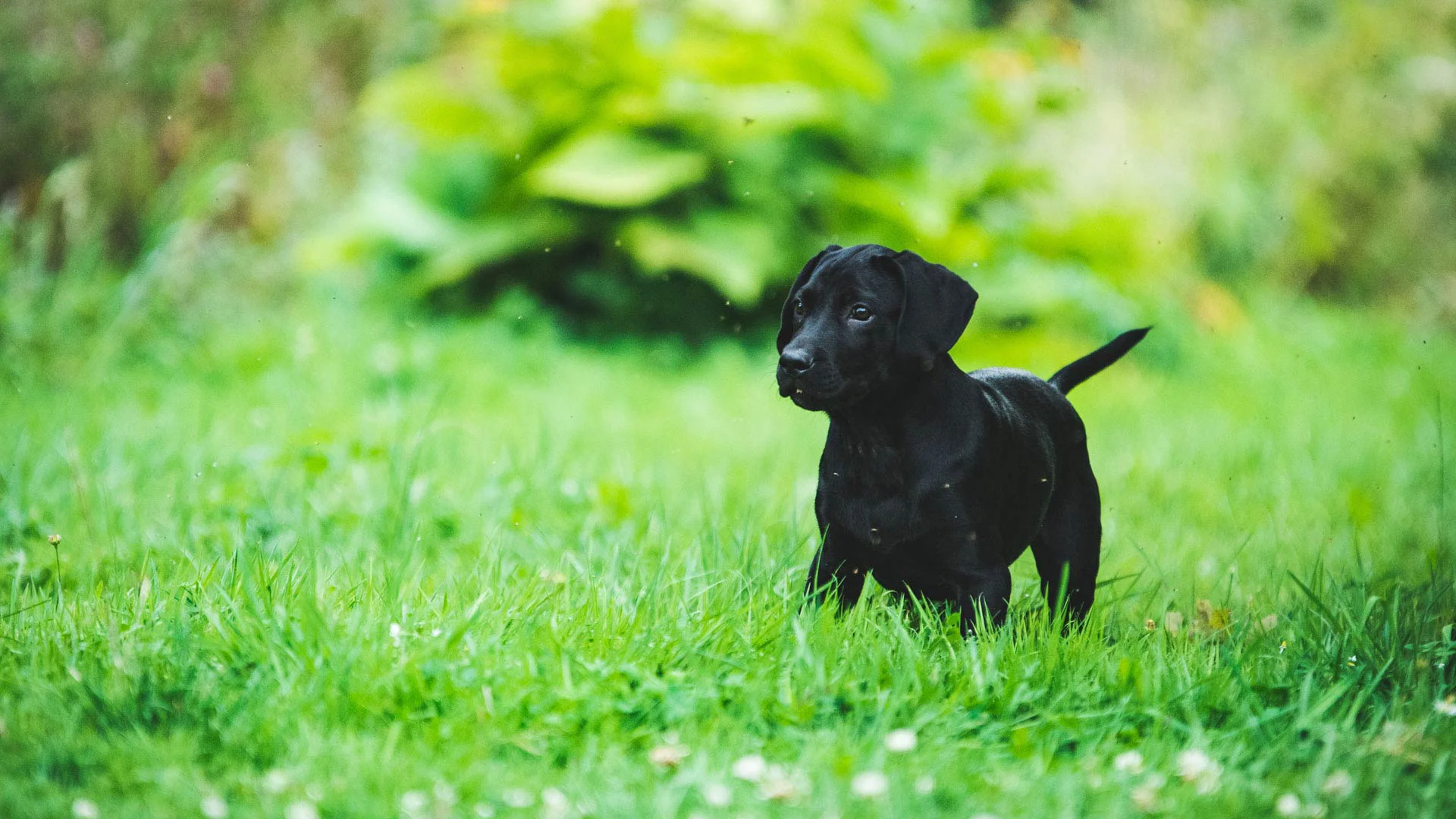 black puppy playing in the grass