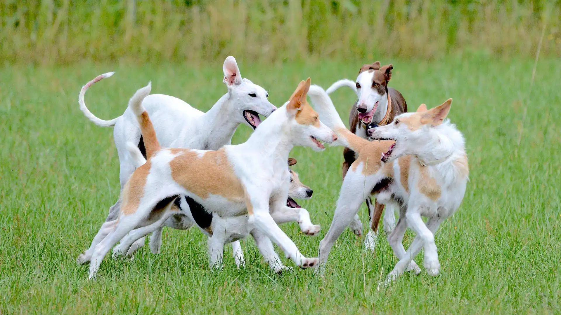 pack of dogs running in a field