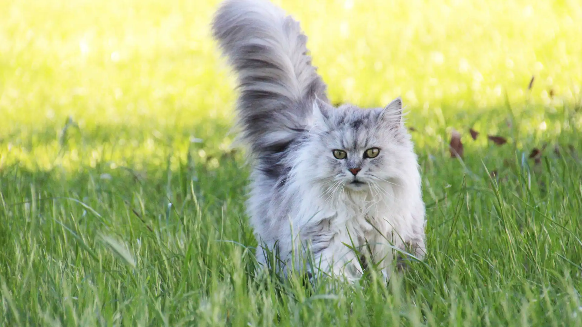 long haired cat in grass