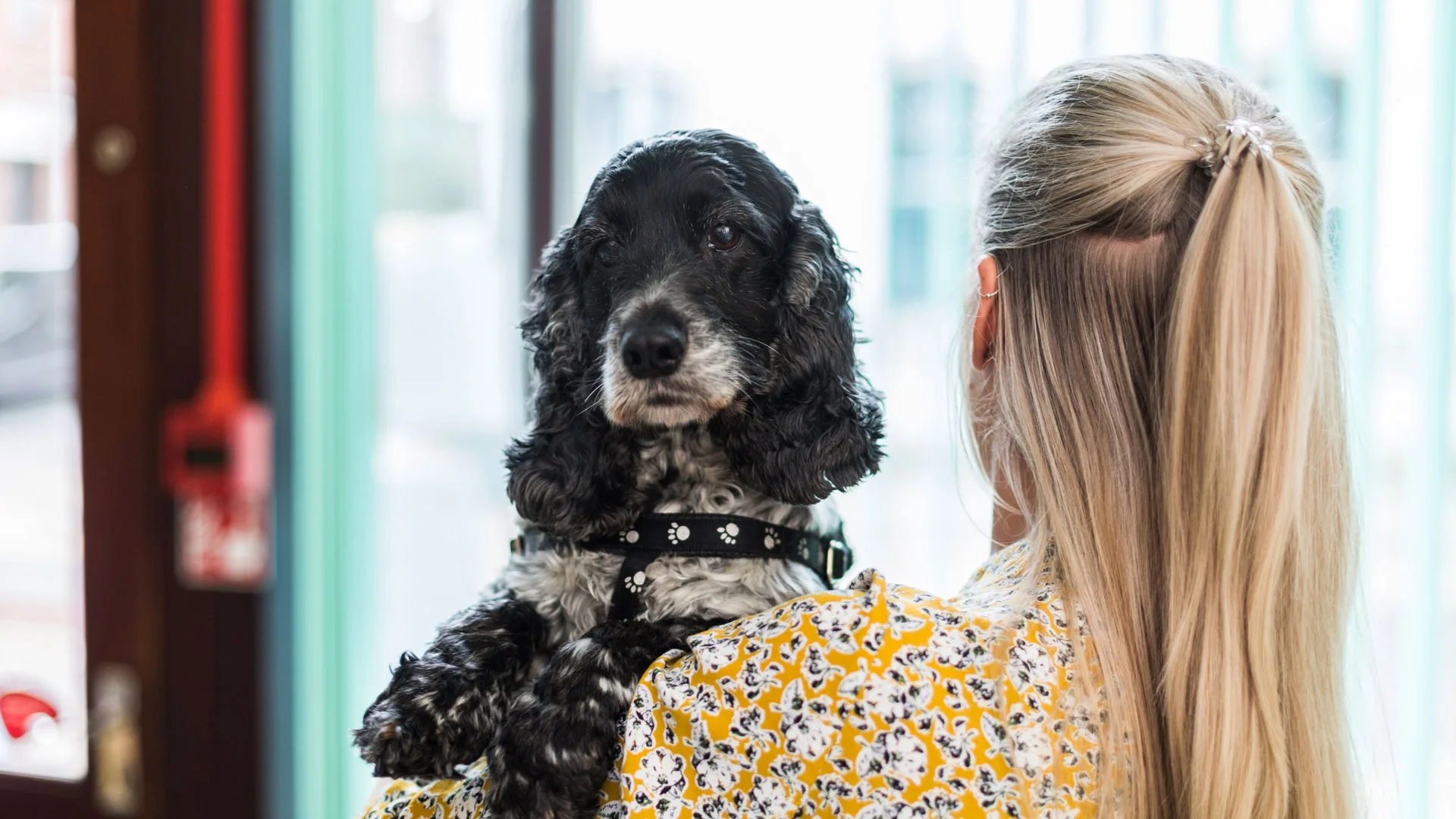 woman and old cocker spaniel