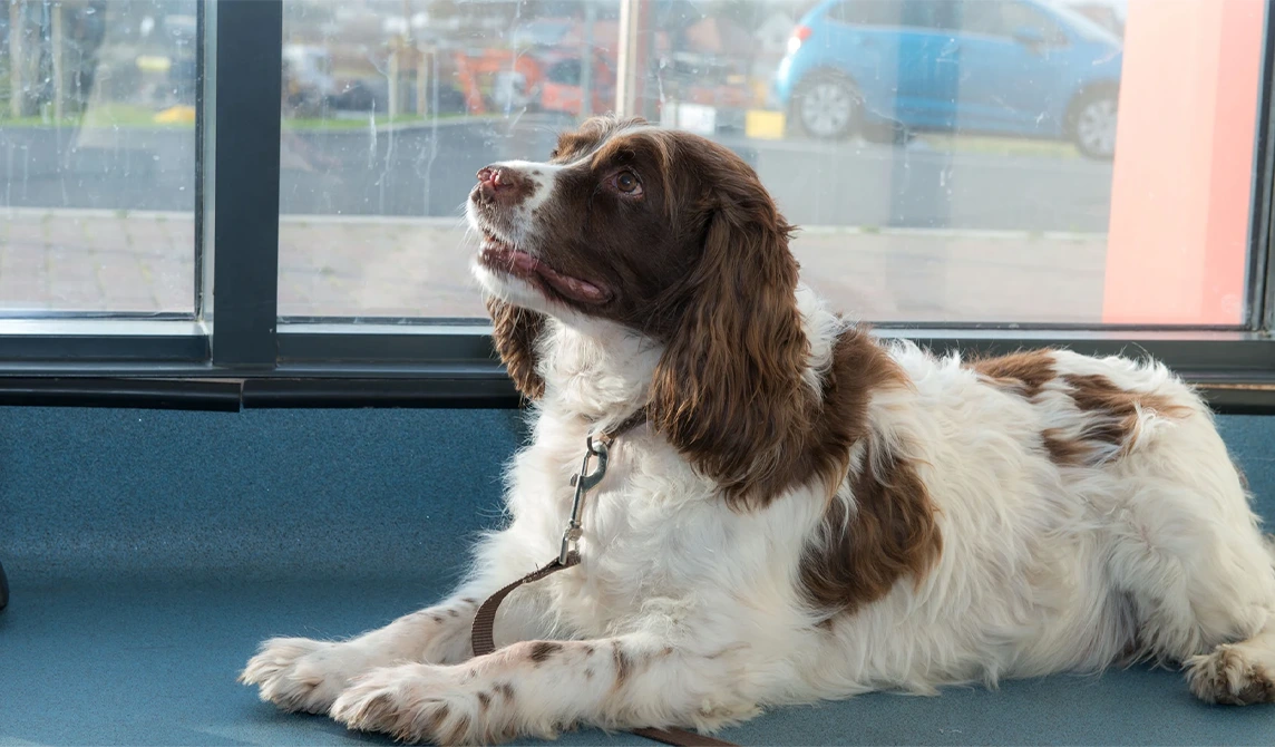 brown and white dog laying down