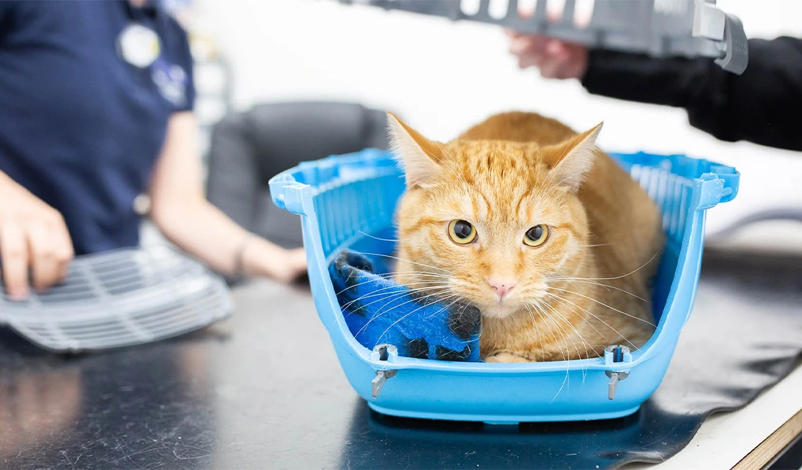 ginger cat in a carrier