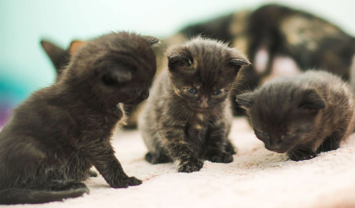 Group of kitten at the vet