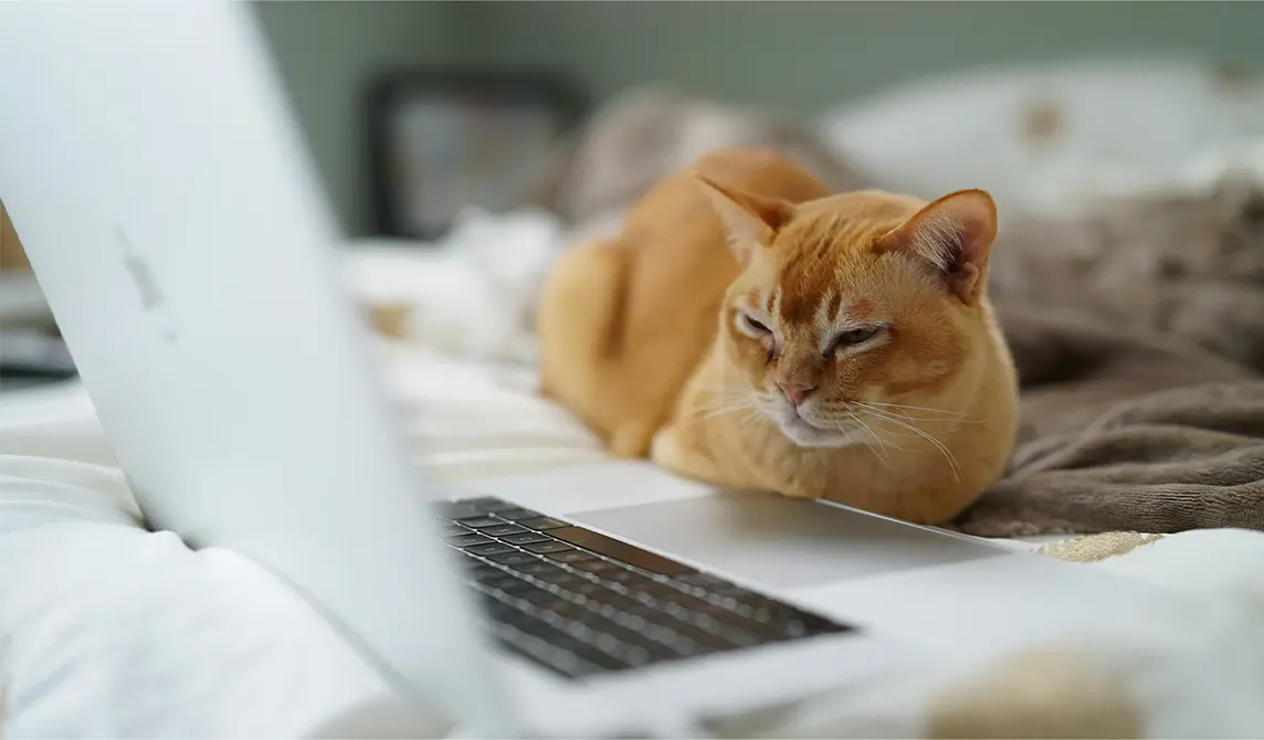 ginger cat on laptop