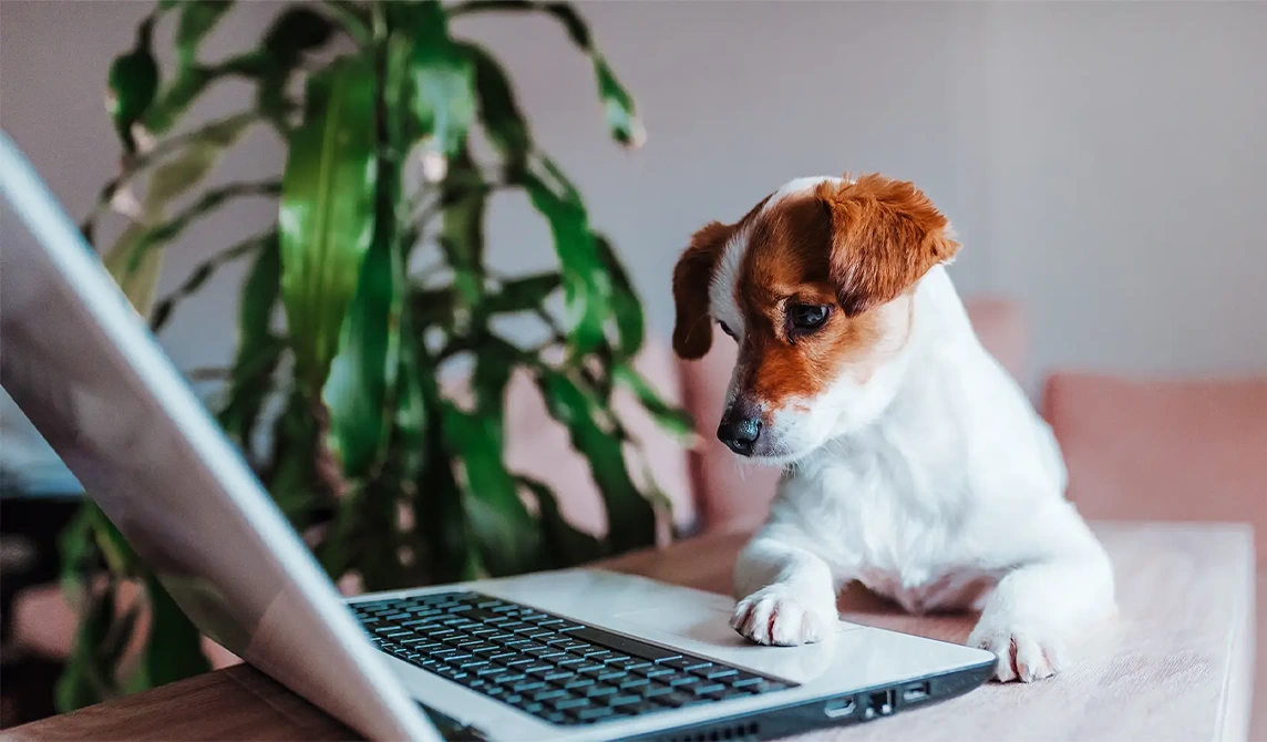 small dog on a laptop