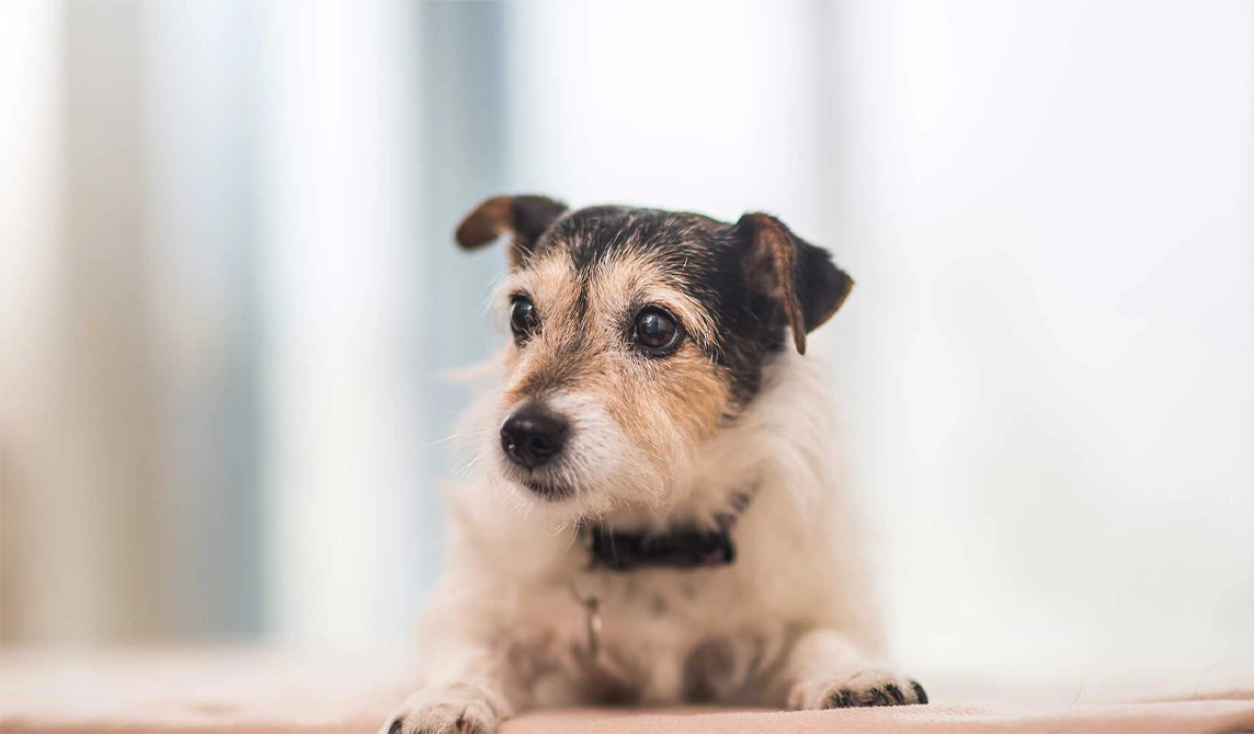 Old dog jack russell terrier on consultation table