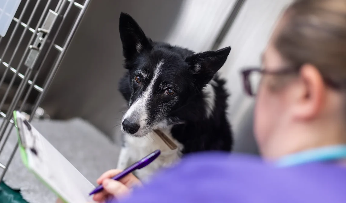 black and white dog in cage at the vets