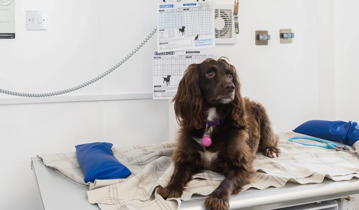 brown dog lying on vet consult table