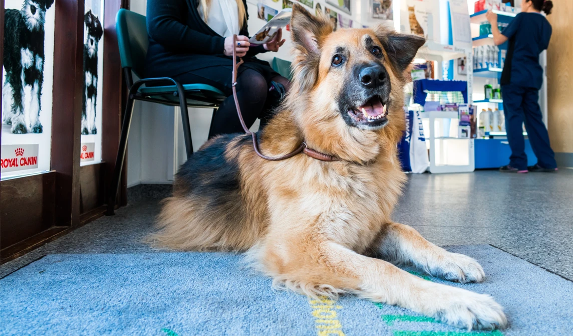 large brown dog lying on vet reception floor