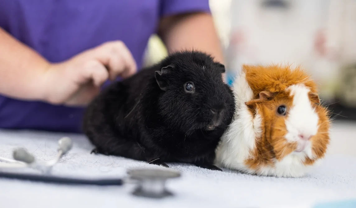two guinea pigs with vet