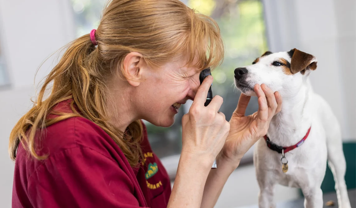 vet examining eyes of small dog