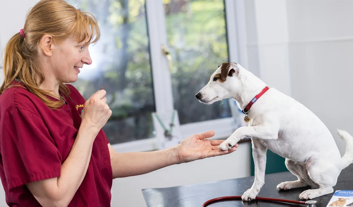 vet holding small white dog's paw