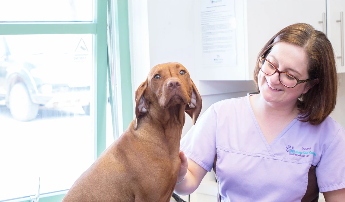 vet nurse with brown dog