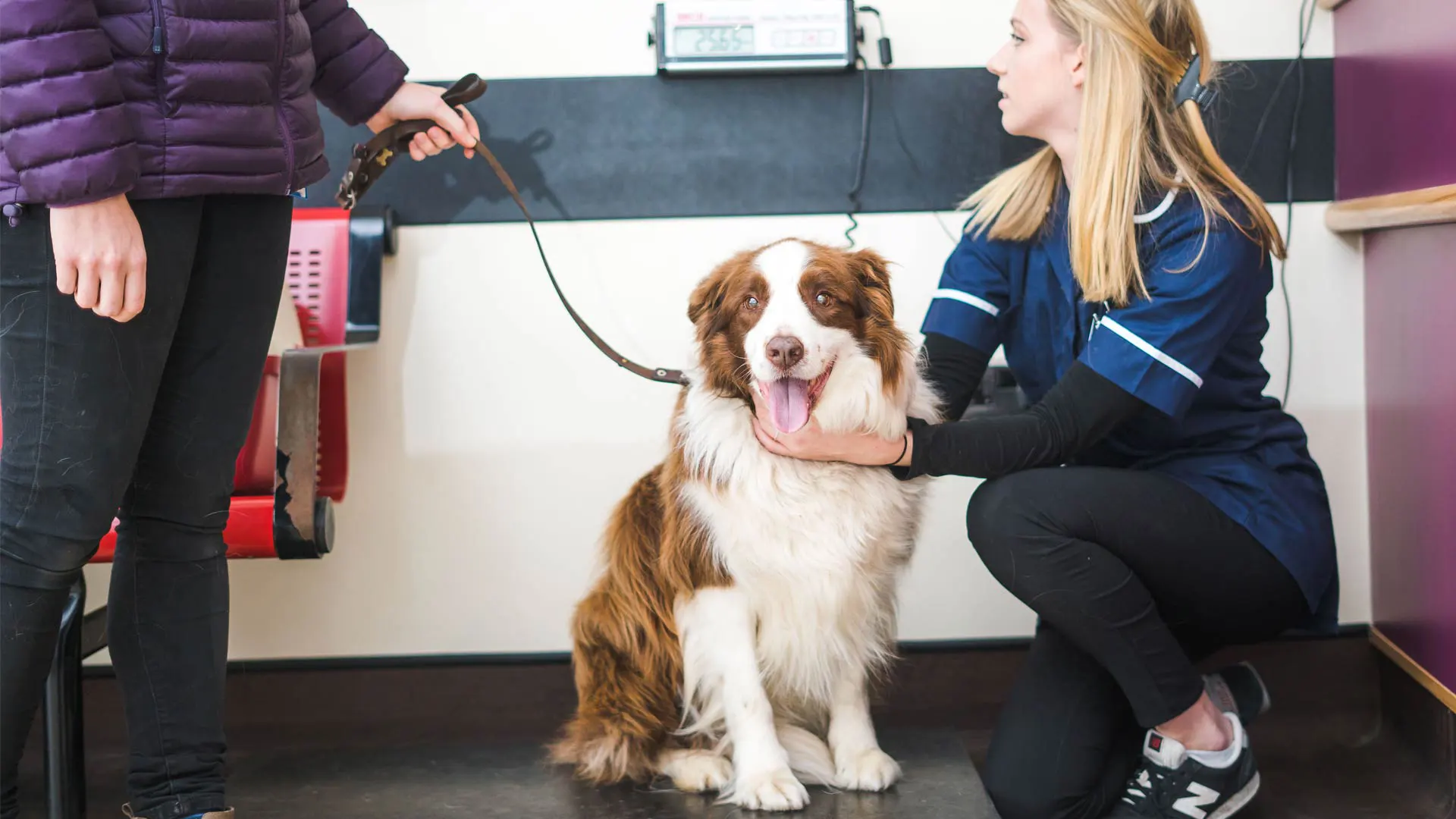 dog weight check at the vet