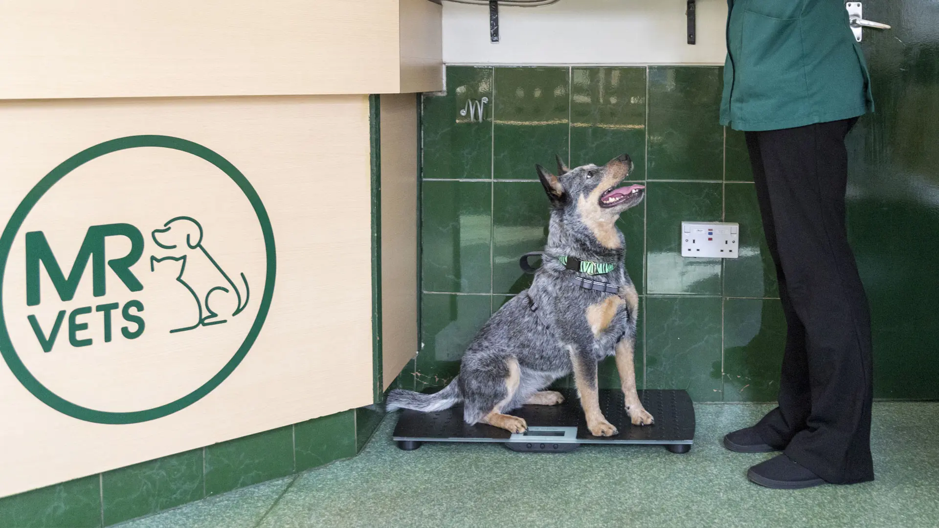 brown and tan dog sitting on weighing scales