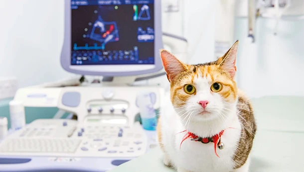 cat sitting in front of monitor in clinic