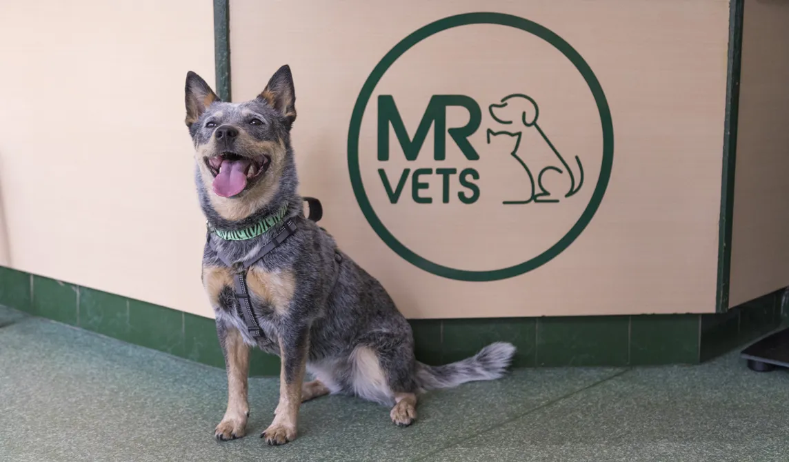 dog sitting in front of mount road vets logo