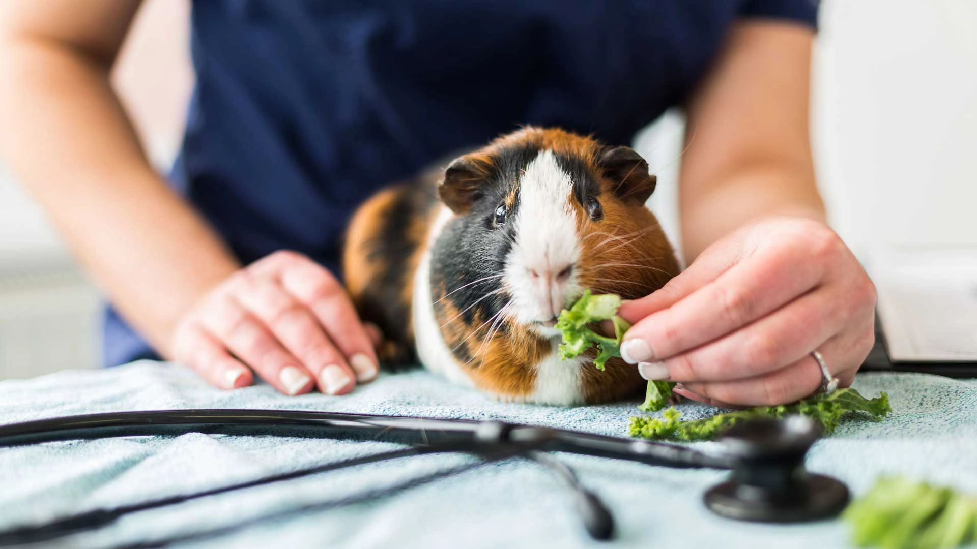 guinea pig eating lettuce