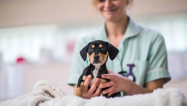 vet nurse with black and tan puppy