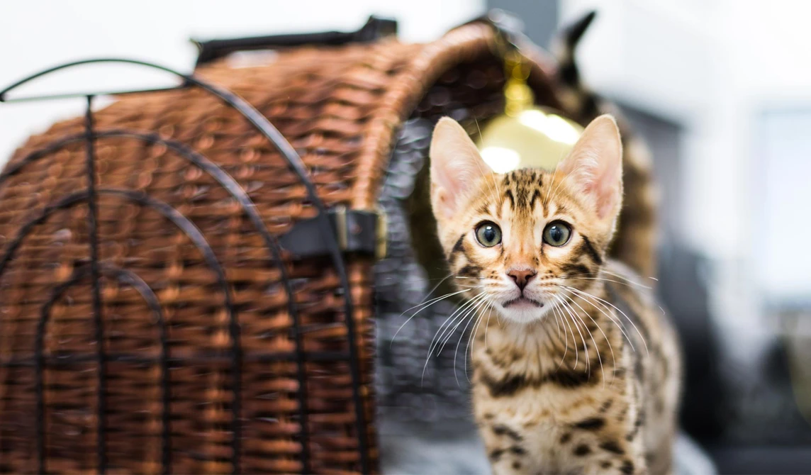 stripy kitten with green eyes by cat carrier