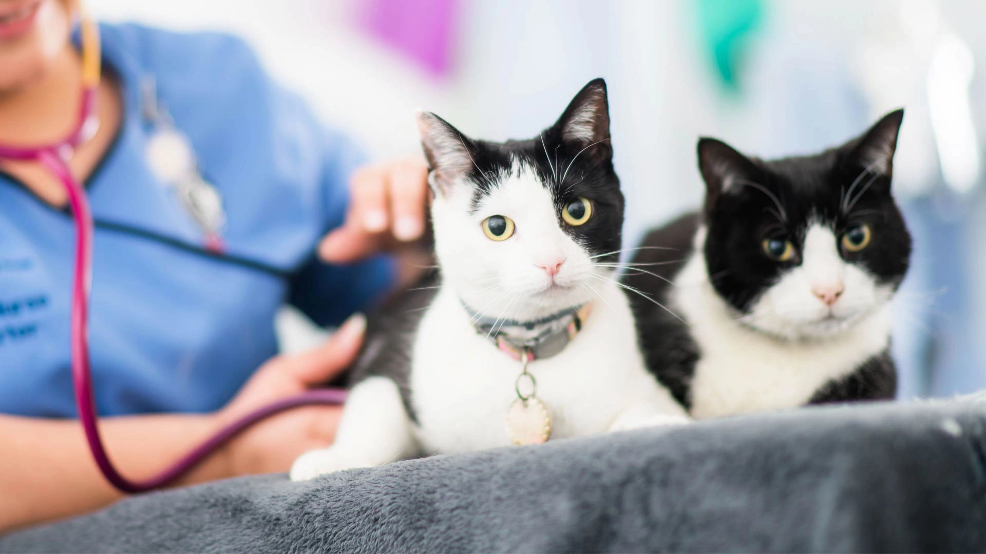two black and white cats with vet