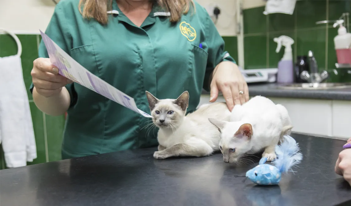 two white kittens with vet nurse