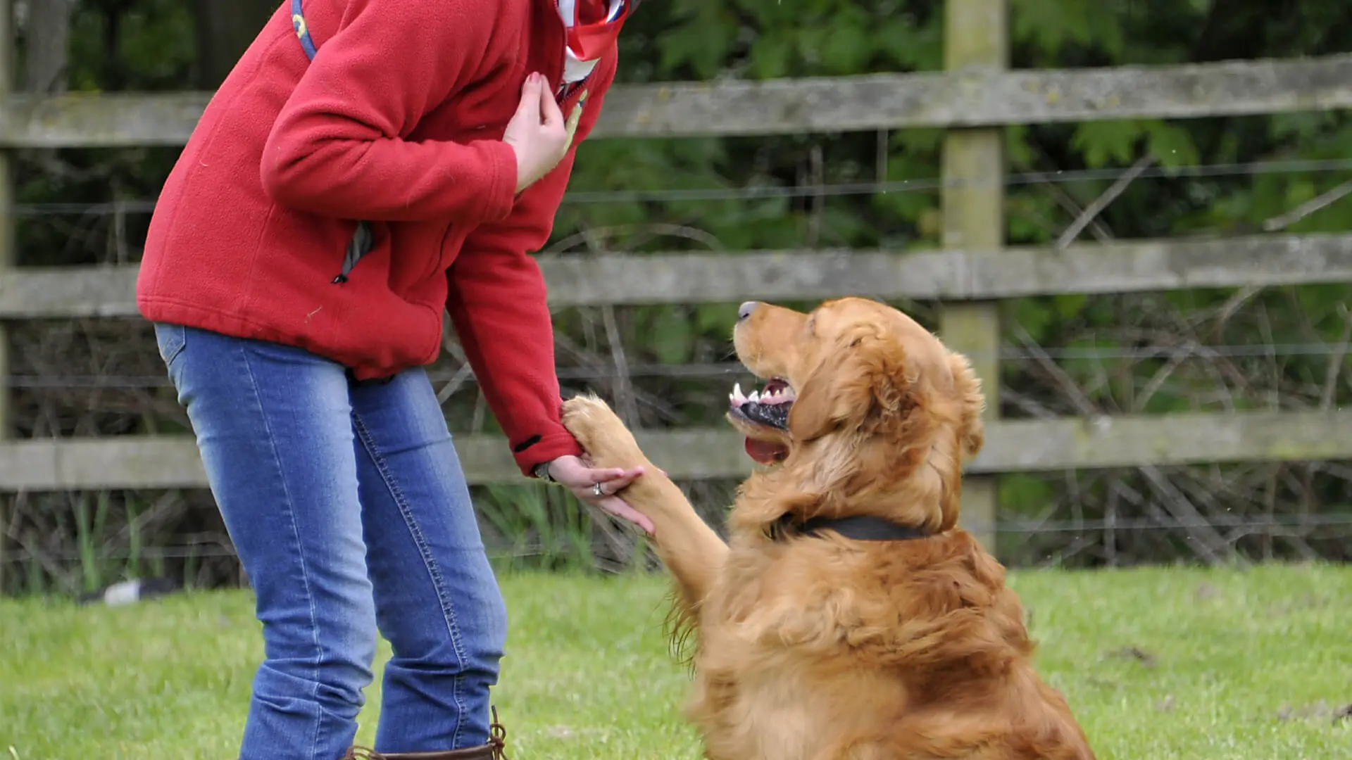 golden retriever gives paw