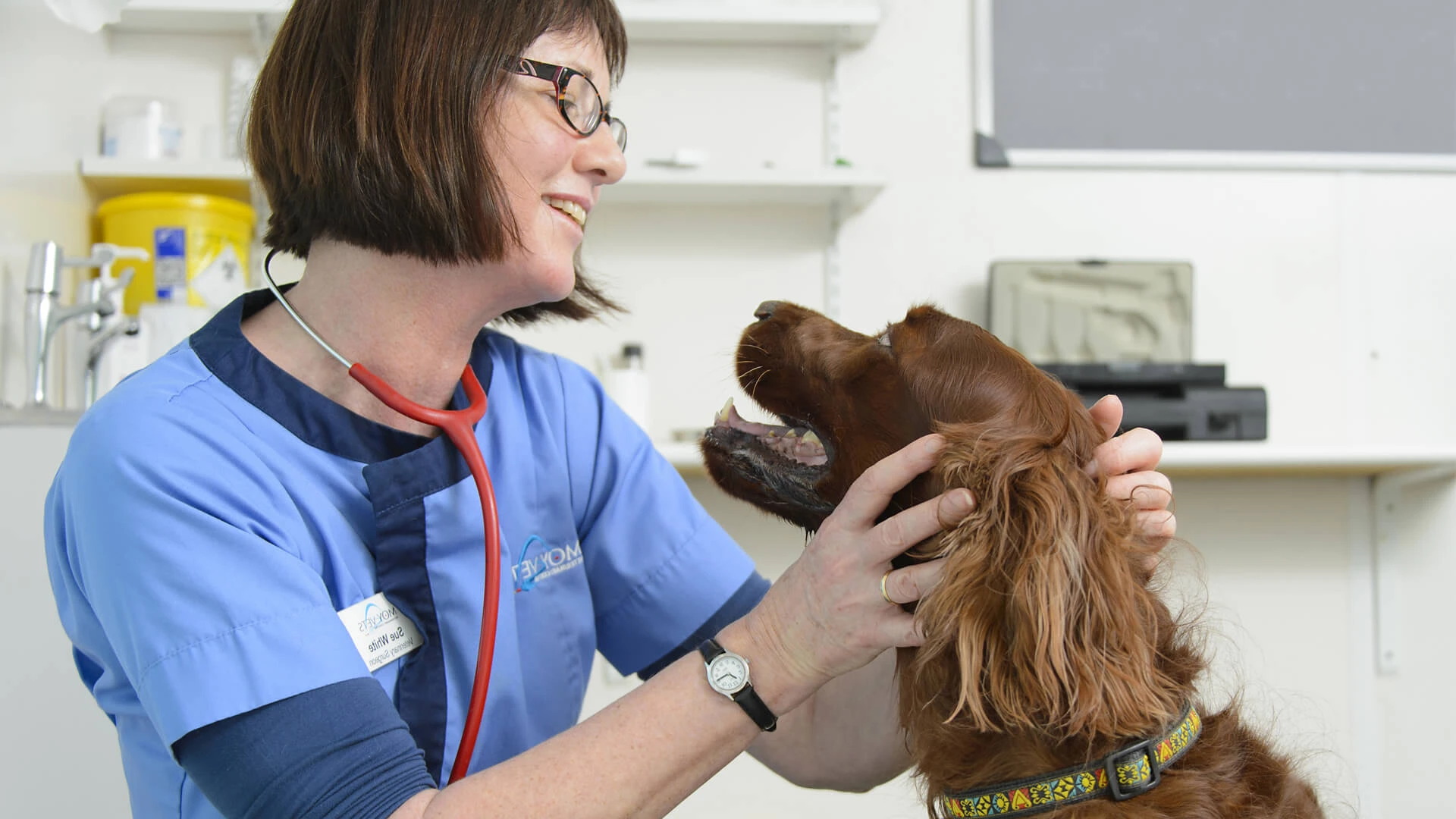 dog at the vet happy